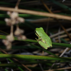 Hyla orientalis