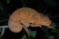 Furcifer pardalis