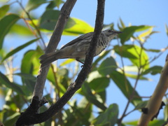 Ramsayornis fasciatus
