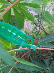 Furcifer pardalis