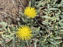 Malephora lutea