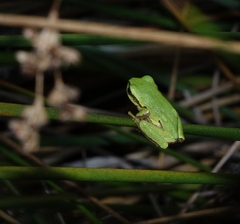Hyla orientalis