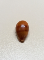 Notocypraea comptonii