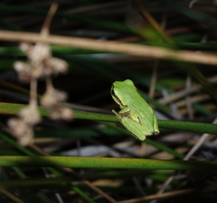 Hyla orientalis
