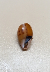 Notocypraea comptonii