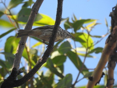 Ramsayornis fasciatus