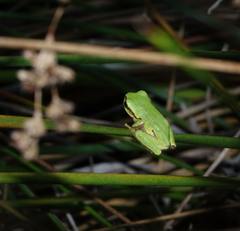 Hyla orientalis