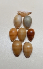 Notocypraea comptonii