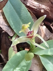Chiloglottis grammata