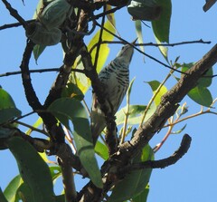 Ramsayornis fasciatus