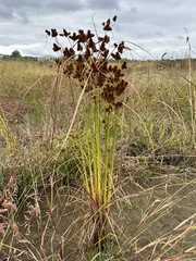 Cyperus glomeratus