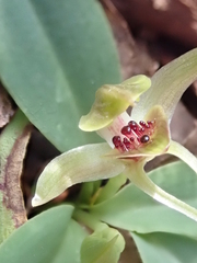 Chiloglottis grammata