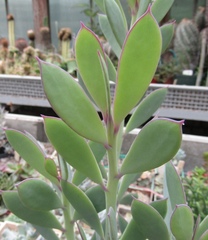 Senecio crassissimus