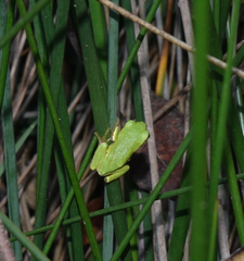Hyla orientalis
