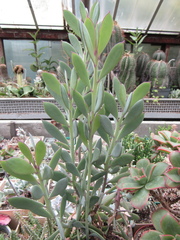 Senecio crassissimus