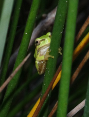 Hyla orientalis