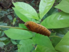 Macroglossum pyrrhosticta