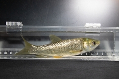 Ctenopharyngodon idella