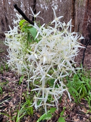 Clematis pubescens