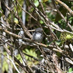 Petroica macrocephala toitoi