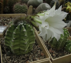 Echinopsis subdenudata