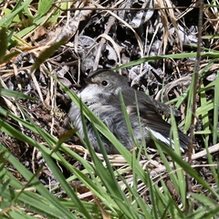 Petroica macrocephala toitoi