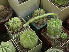 Echinopsis subdenudata