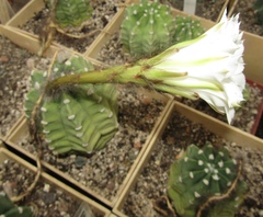 Echinopsis subdenudata