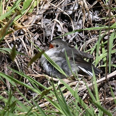 Petroica macrocephala toitoi