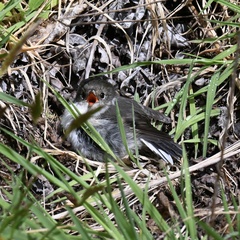 Petroica macrocephala toitoi