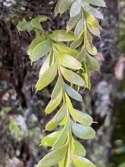 Tmesipteris tannensis