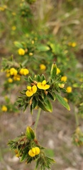 Stylosanthes