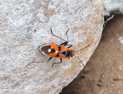 Melanerythrus mactans