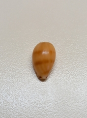 Notocypraea comptonii