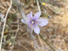 Moraea polyanthos
