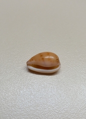 Notocypraea comptonii