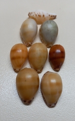 Notocypraea comptonii