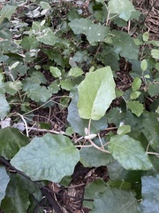 Brachyglottis repanda