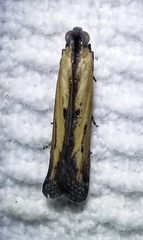 Elasmopalpus lignosella