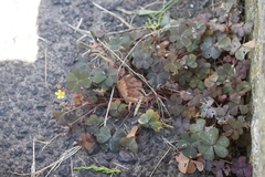 Oxalis corniculata