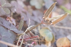 Oxalis corniculata