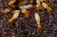 Coptotermes formosanus