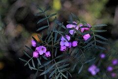 Boronia pinnata
