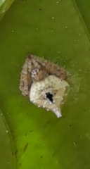 Eriovixia