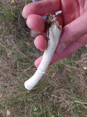 Leucoagaricus