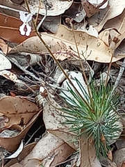 Stylidium spinulosum