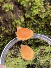 Panellus ligulatus
