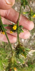 Stylosanthes