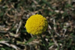 Craspedia variabilis