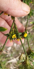 Stylosanthes